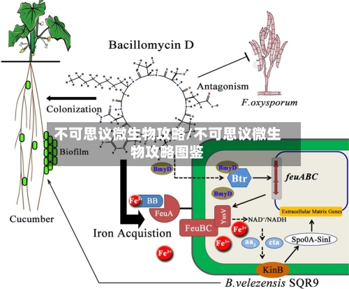 不可思议微生物攻略/不可思议微生物攻略图鉴