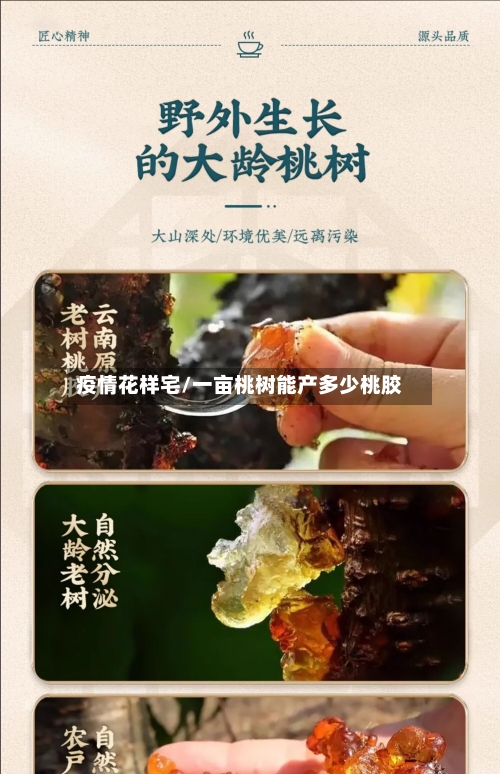疫情花样宅/一亩桃树能产多少桃胶-第2张图片