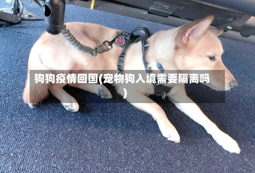 狗狗疫情回国(宠物狗入境需要隔离吗)