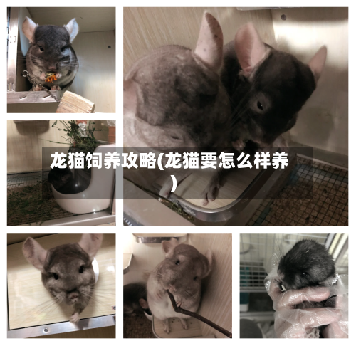 龙猫饲养攻略(龙猫要怎么样养)