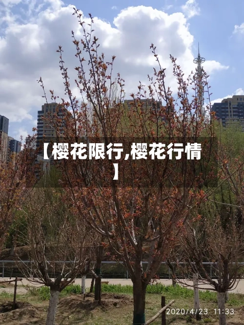 【樱花限行,樱花行情】