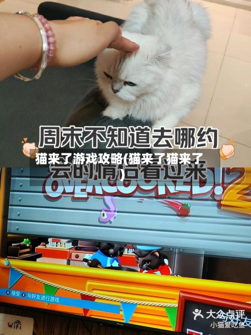 猫来了游戏攻略(猫来了猫来了)