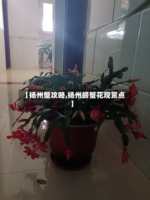 【扬州蟹攻略,扬州螃蟹花观赏点】