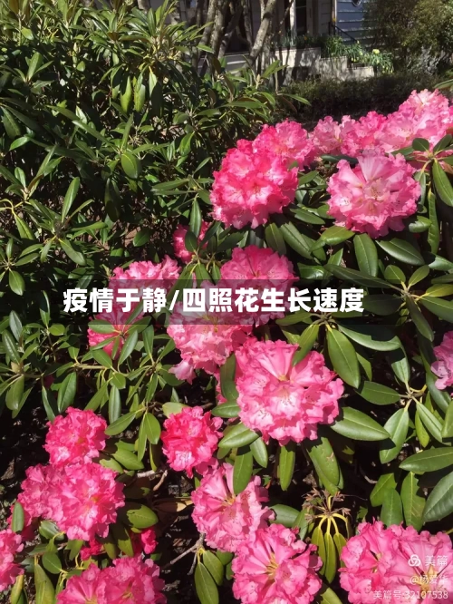 疫情于静/四照花生长速度