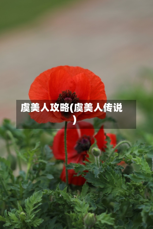虞美人攻略(虞美人传说)