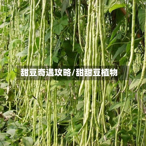 甜豆奇遇攻略/甜甜豆植物